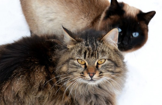 Les soins et activités pour les chats seniors Les soins et activités pour les chats seniors